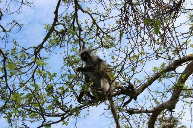 Kampfgesicht eines Roten Colobus-Affen