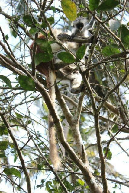 Rotes Colobus-Affenbaby lernt klettern