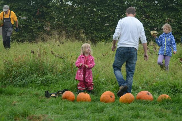kürbisernte in Osterwald    02