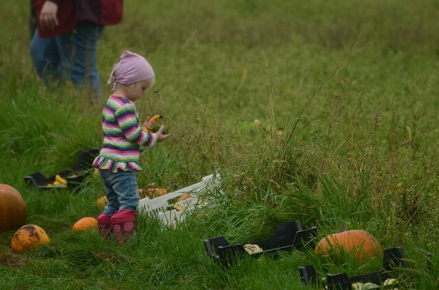 kürbisernte in Osterwald    09