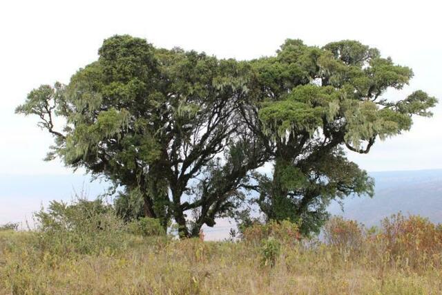 Typische Vegetation in Tansania