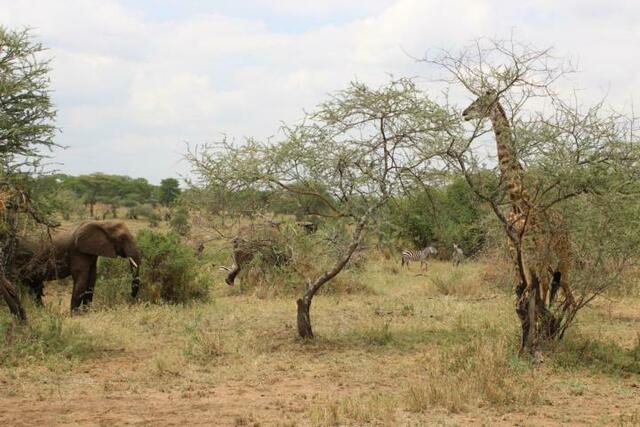 Giraffe, Elefanten und Zebras auf einem Bild in der Serengeti