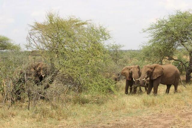 Elefanten-Leitkuh wirft Baum um (2/3)