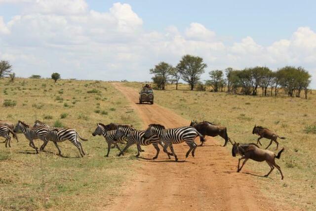 Zebras und Gnus ziehen oft gemeinsam los