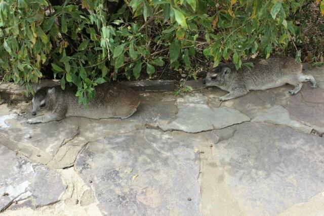 Klippschliefer chillen