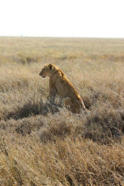 Löwin in der Serengeti