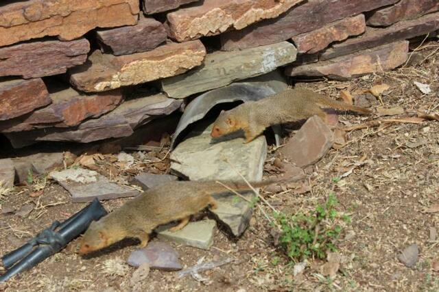 Mangusten in der Serengeti (3/3)