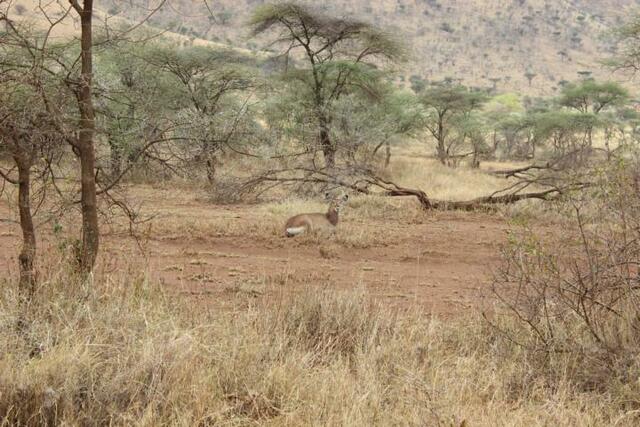 Was für eine Antilope bist du?