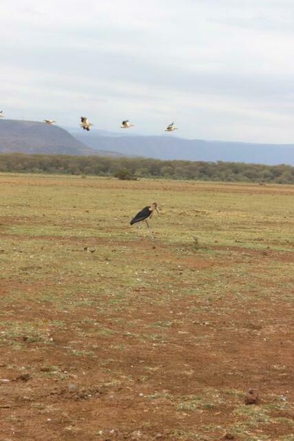 Pelikane fliegen über Marabu hinweg