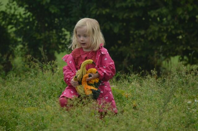 kürbisernte in Osterwald    06