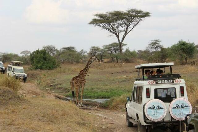 Wie nah lässt die durstige Giraffe die Safari-Fahrzeuge ran?