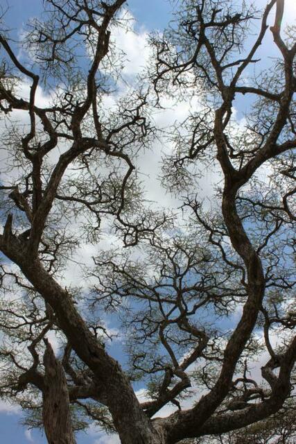 Baum an unserem Picknickplatz im im Ngorongoro-Krater