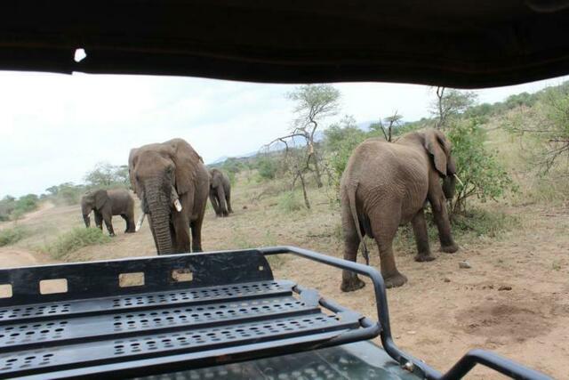 Ganz schön nah am Landcruiser, diese Dickhäuter
