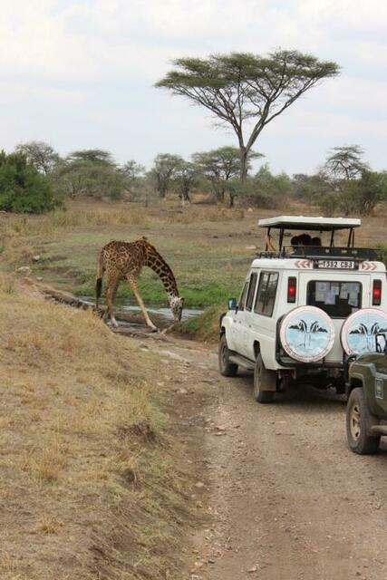 Giraffe möchte trinken und blockiert dabei die Furt...