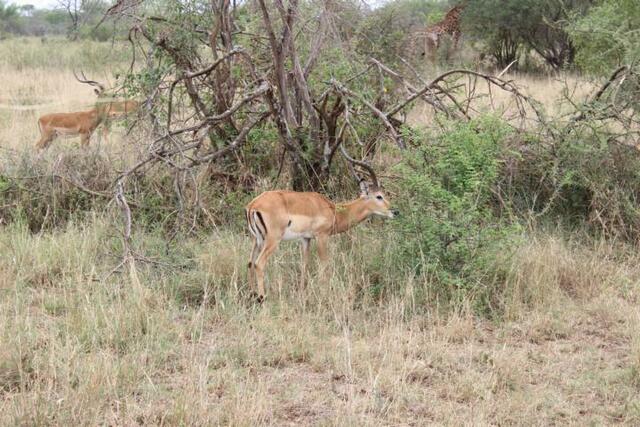 Impalas in der Serengeti