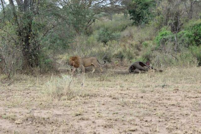 Löwe hat Kadaver verteidigt