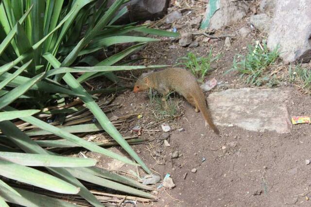 Manguste in der Serengeti
