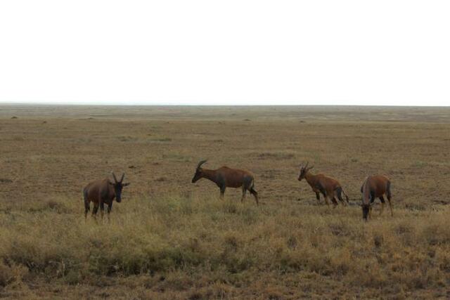 Topi-Antilopen in der Serengeti