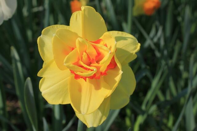 Frühling