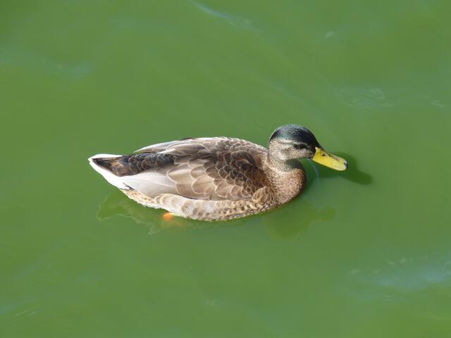 Stockente