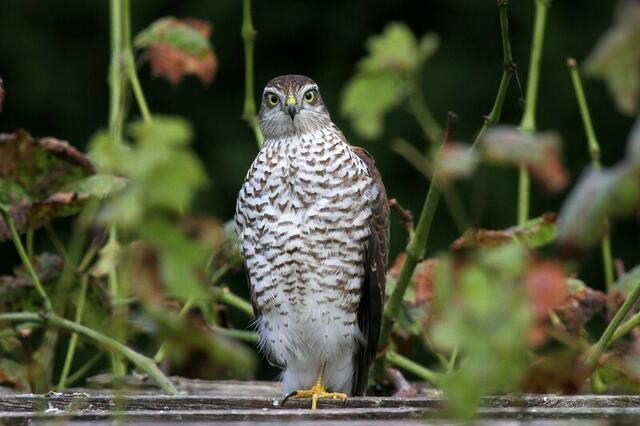 Sperber, fotografiert im September im Garten