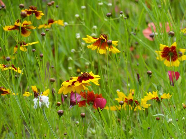 Sommerwiese