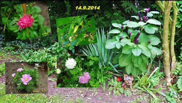 (37) !!! Sonntags + Monatsbilder / Blumenbeet !!! 14.9.2014 - Temperatur: Plus 11C° 5:25h / 17°C Plus 10:24h / Wind: 2-5 / Frühnebel < 100m und bewölkt,sehr nieselig bis 11:00h !