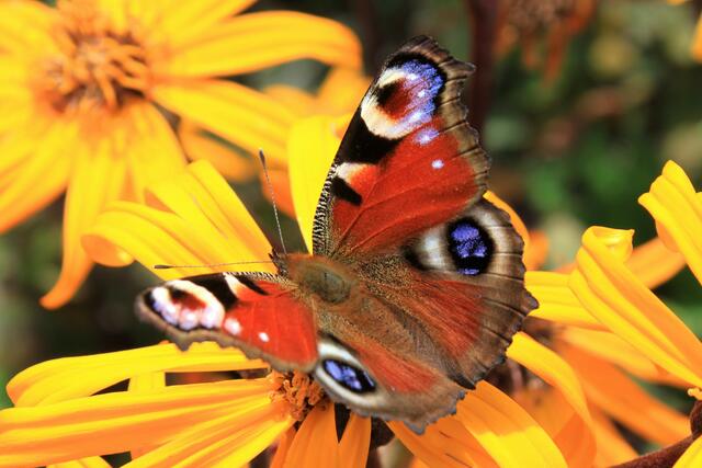 Ein bisschen Farbe ...