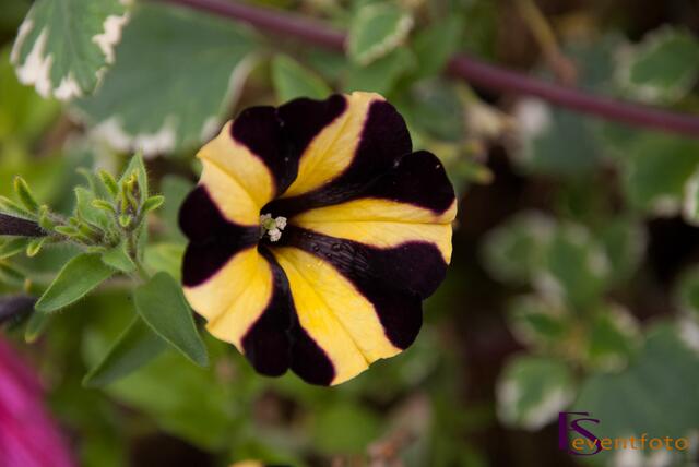 Schwabentag 2014 in Friedberg - Impresssionen vom Marktsonntag