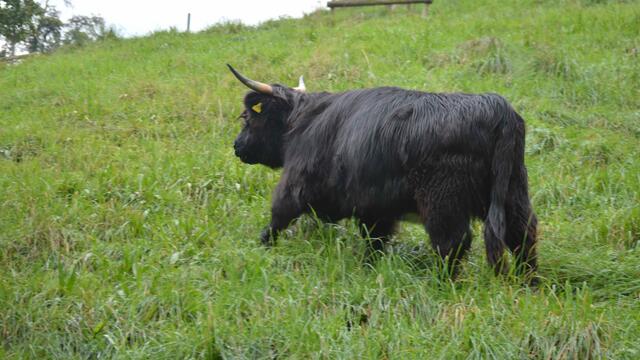 Die Galloways hinter der Mauer sind immer gute Motive.