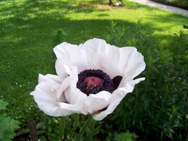 Weißer Mohn
