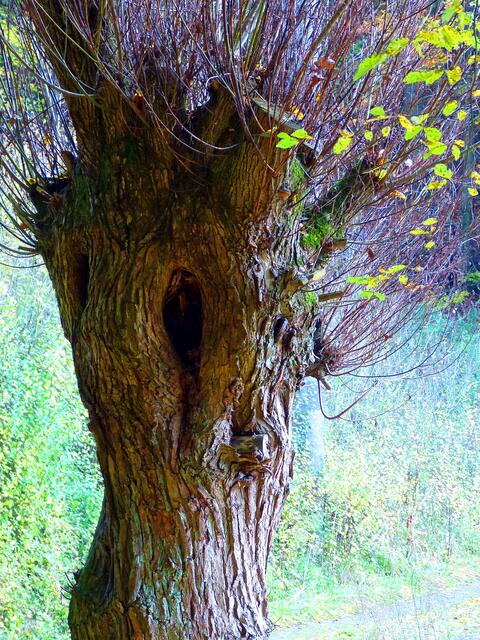 Weide mit Gesicht