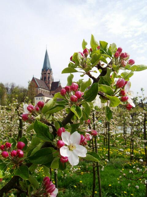 Apfelblüte im Frühjahr