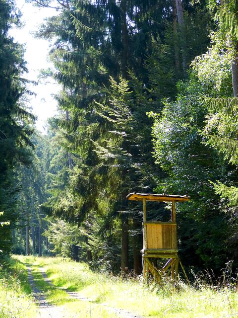 Wald mit Hochsitz