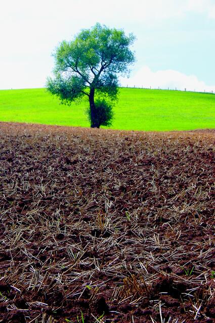 Baum im Feld