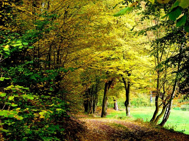 Herbstwald
