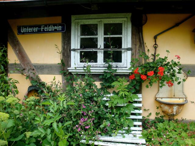 Wildwuchs am unteren Feldhain