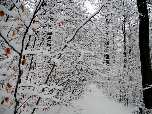 Winterwald