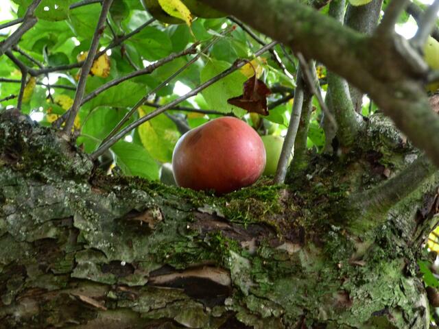 Der Apfel fällt nicht weit vom Stamm !
