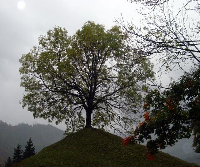 Gipfel-Esche