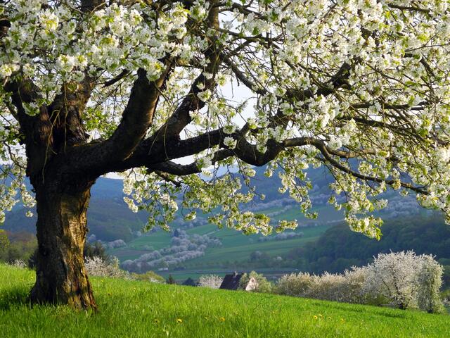 Kirschblüte