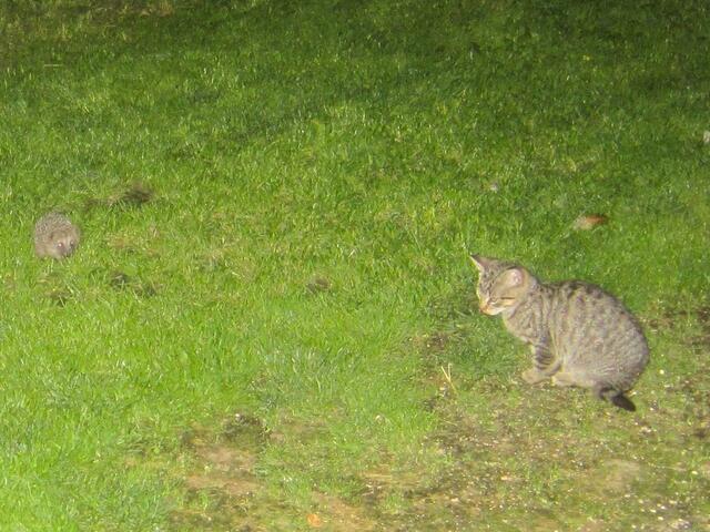 Katzenkind mit Igelkind