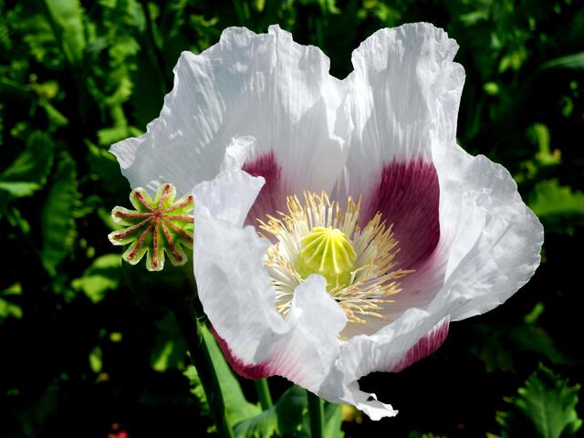 Mohnblüte