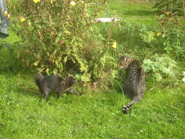Katzenkind mit großem (kastrierten) Kater