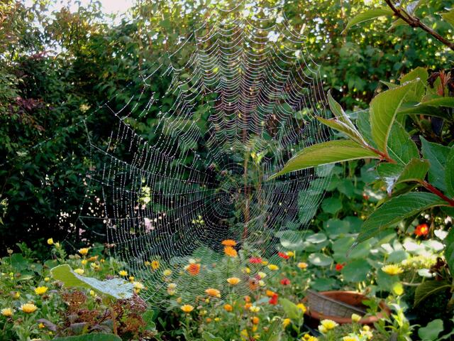 Altweibersommer