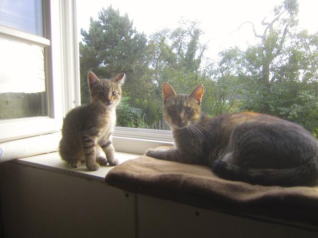 Katzenkind mit Katzenmama