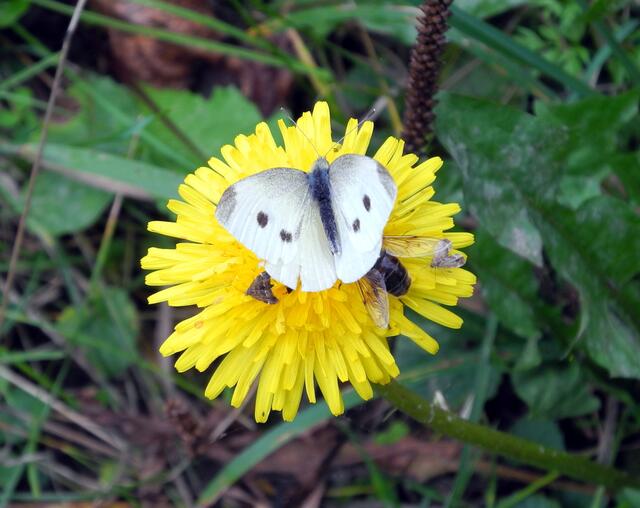 Andrang auf Löwenzahnblüte!