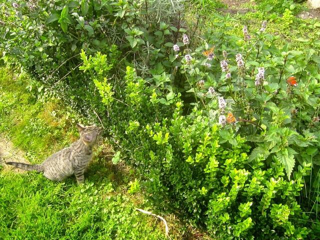 Katzenkind mit Bienen und vorallem bunten Schmetterlingen