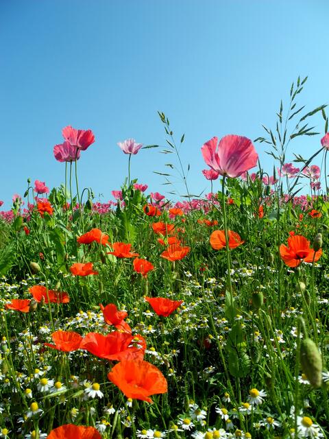 Sommerwiese