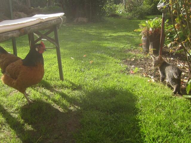 Katzenkind mit Huhn